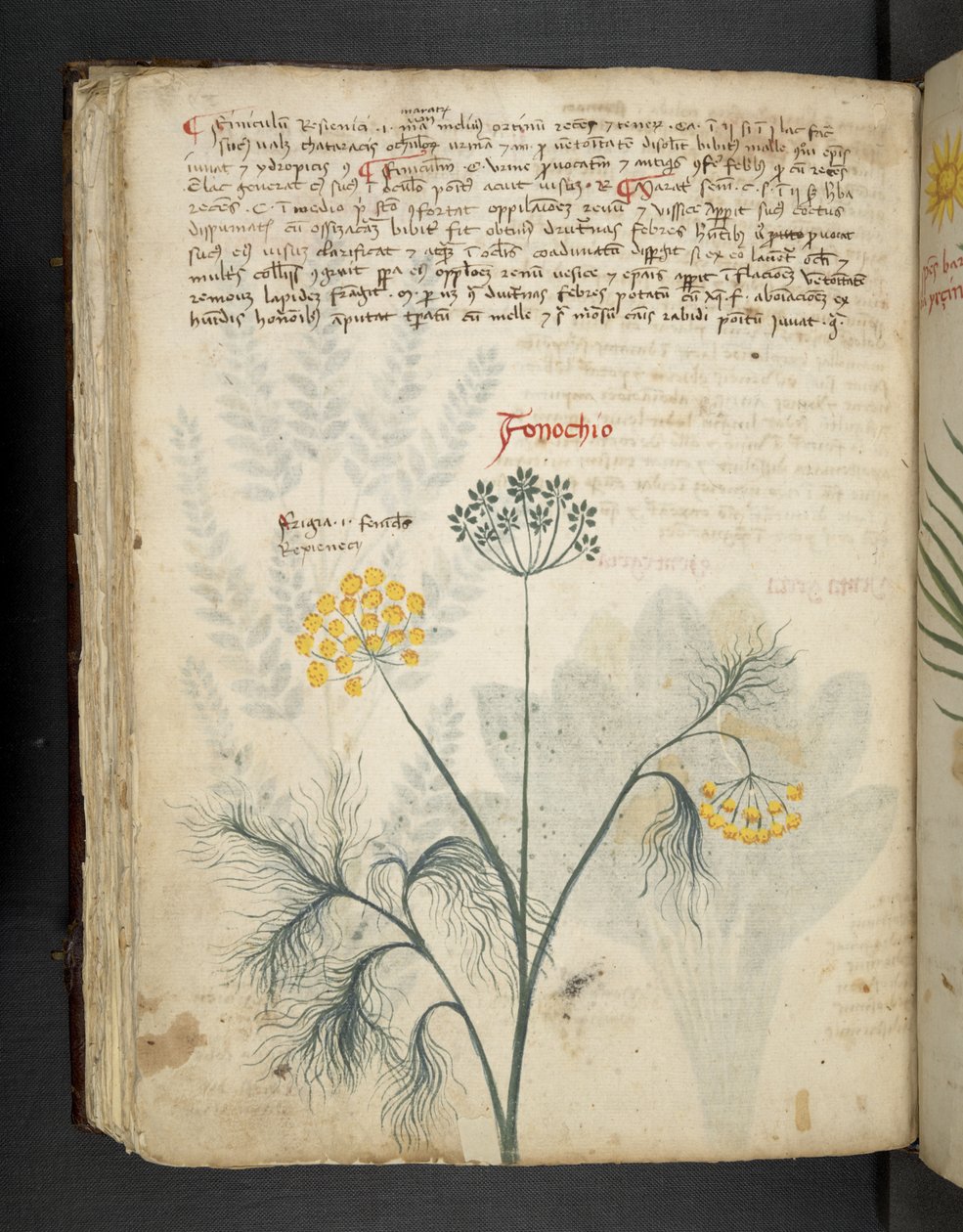Add MS 41623 f.84v Venkel, uit 