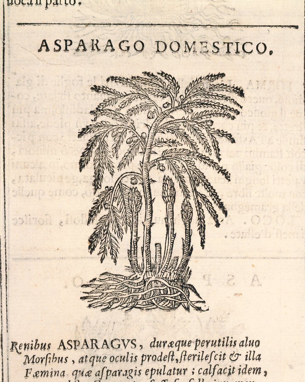 Asperge (Asparagus officinalis), gravure door Castore Durante door Italian School