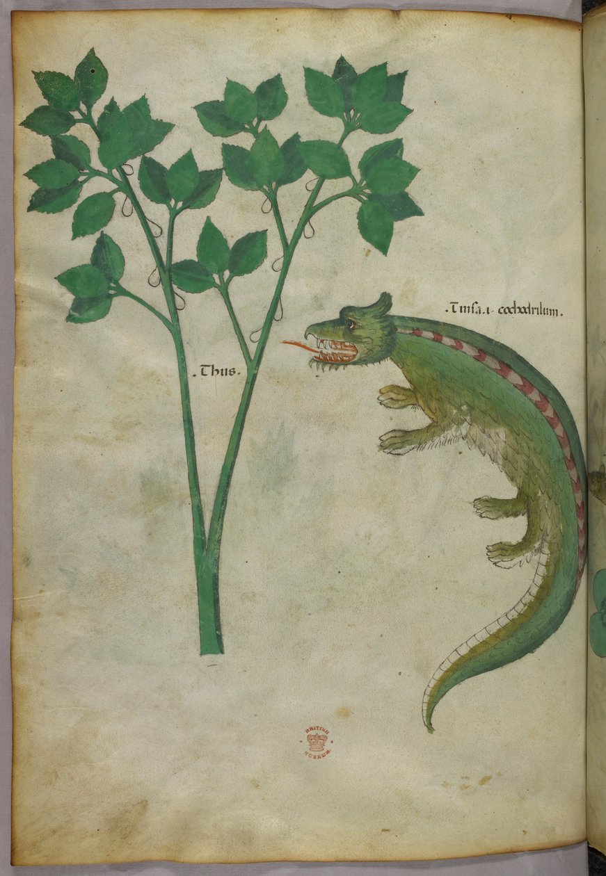 Botanische en dierlijke illustratie van een plant en een krokodil, ca. 1440 (inkt en kleur op perkament) door Italian School