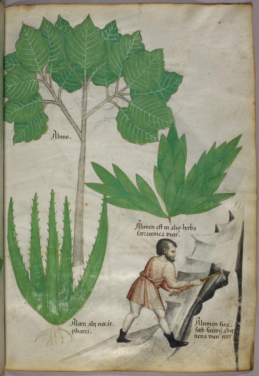Botanische illustratie een man met een bijl die rotsen breekt om aluin te winnen, ca. 1440 (inkt en kleur op perkament) door Italian School