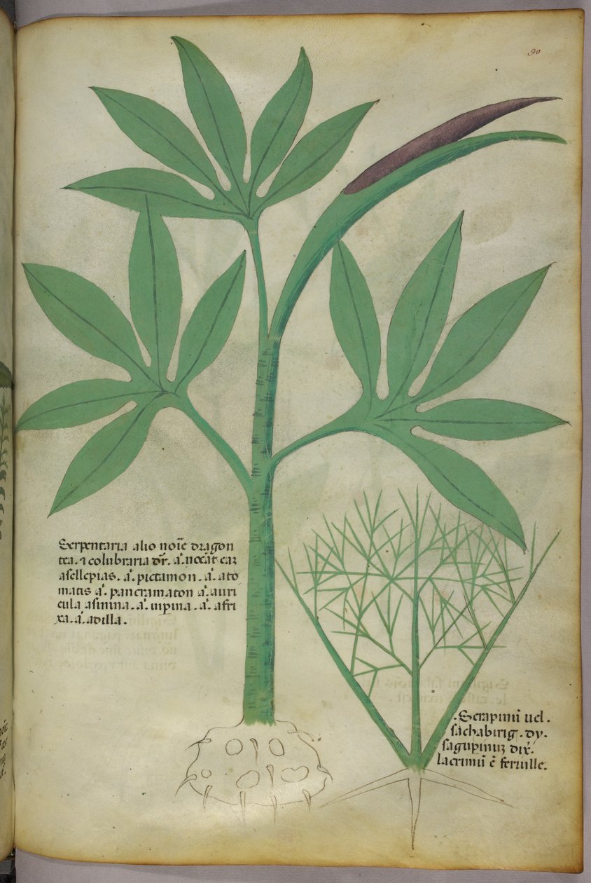 Botanische illustratie, ca. 1440 (inkt en kleur op perkament) door Italian School