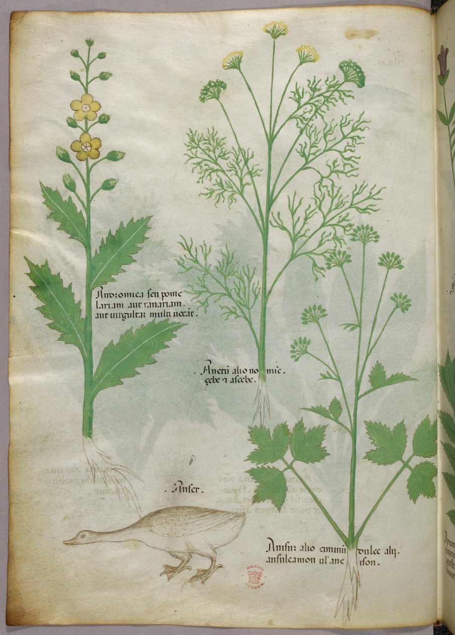 Botanische illustratie, ca. 1440 (inkt en kleur op perkament) door Italian School
