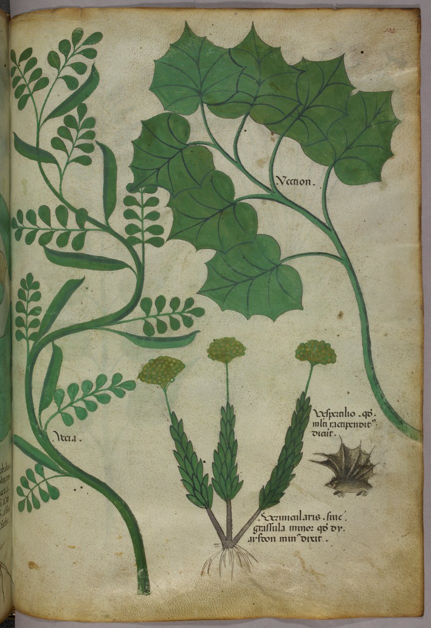 Botanische illustratie, ca. 1440 (inkt en kleur op perkament) door Italian School