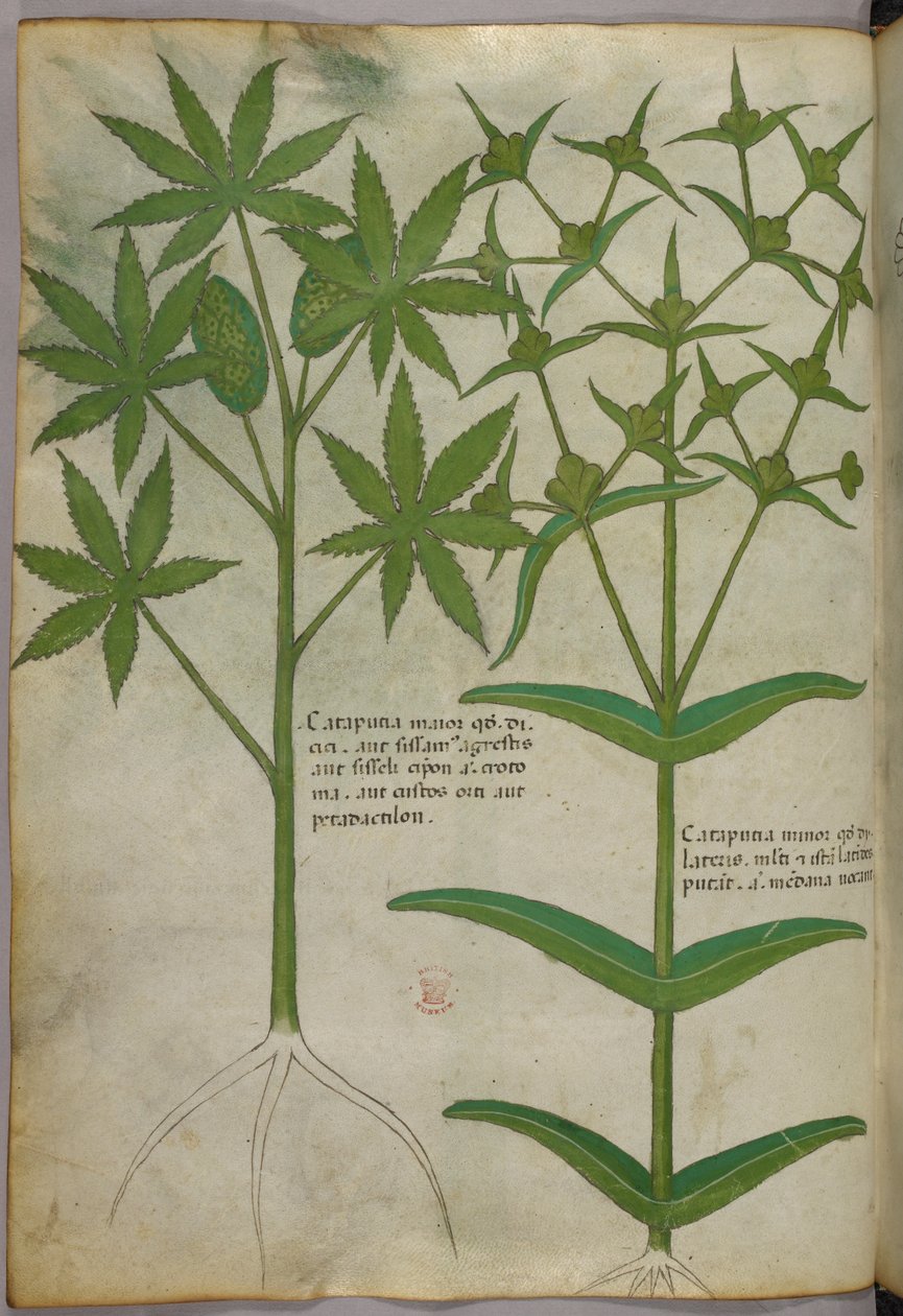 Botanische illustratie, ca. 1440 (inkt en kleur op perkament) door Italian School