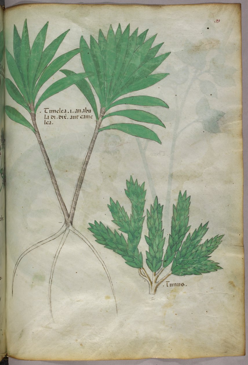 Botanische illustratie, ca. 1440 (inkt en kleur op perkament) door Italian School