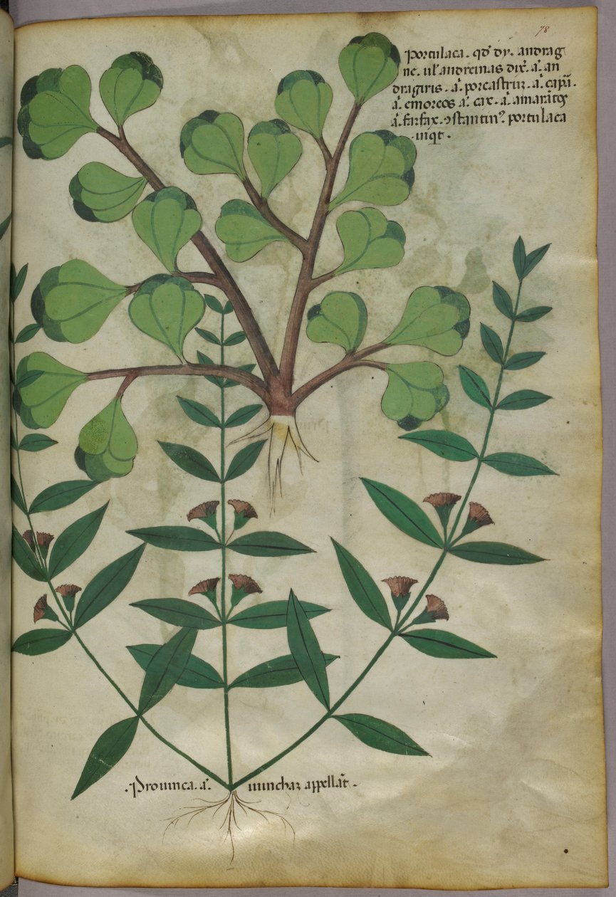 Botanische illustratie, ca. 1440 (inkt en kleur op perkament) door Italian School