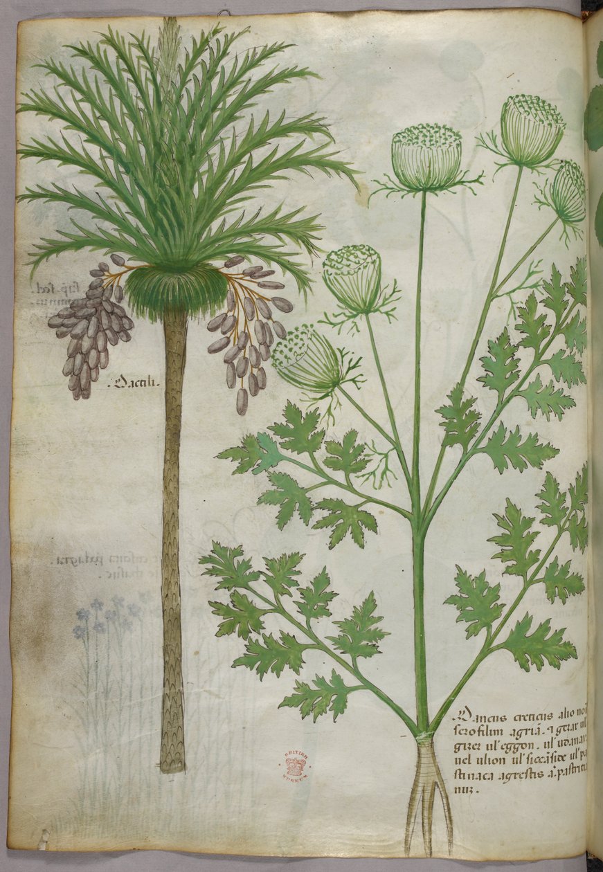 Botanische illustratie, ca. 1440 (inkt en kleur op perkament) door Italian School