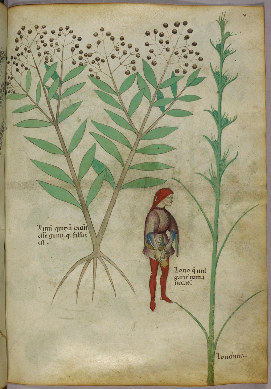 Botanische illustratie van een plant en een man die in een pot plast, ca. 1440 door Italian School