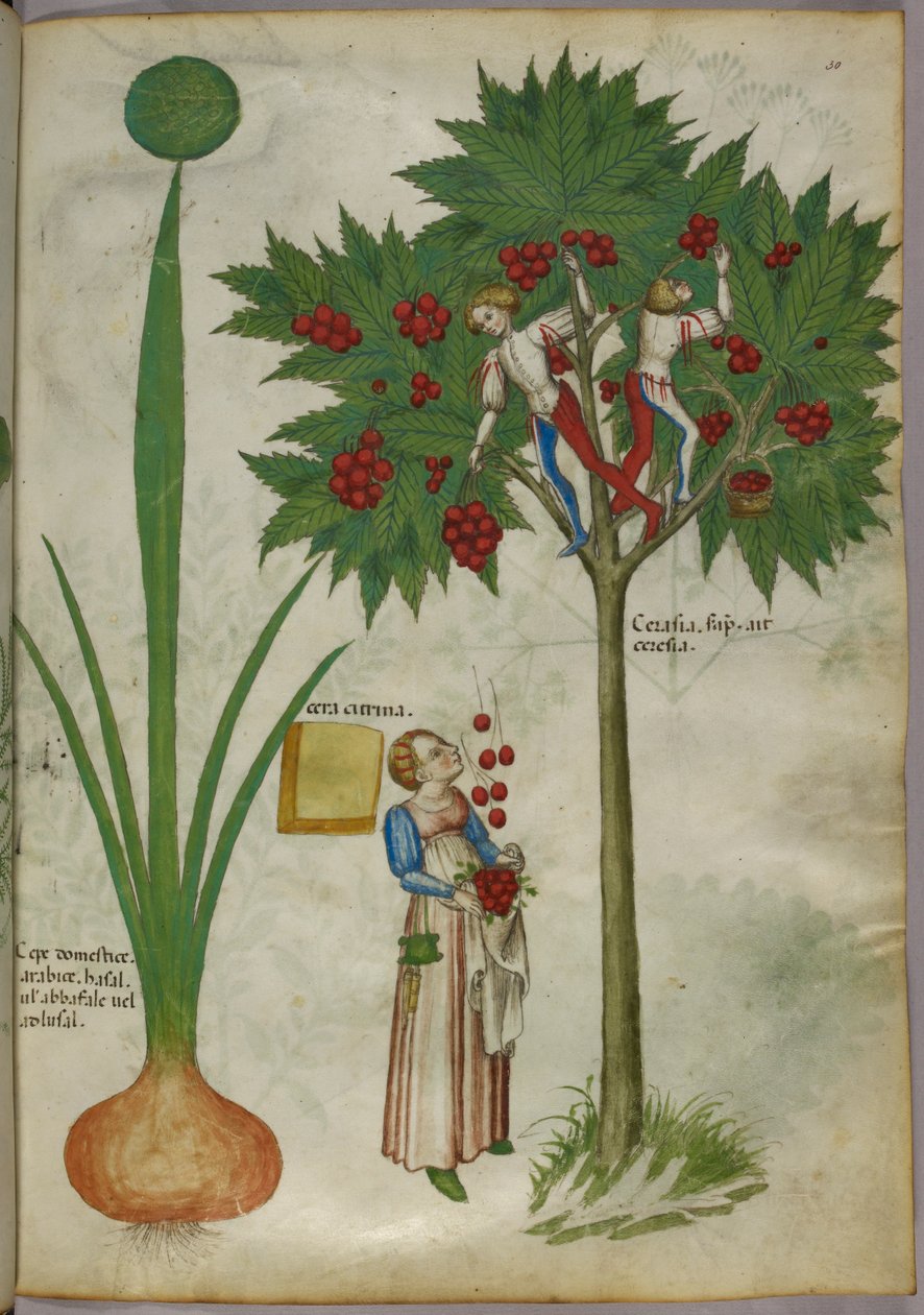 Botanische illustratie van een plant en jongens staand in de takken van een fruitboom die fruit plukken en naar beneden gooien naar een vrouw die eronder staat, ca. 1440 (inkt en kleur op perkament) door Italian School