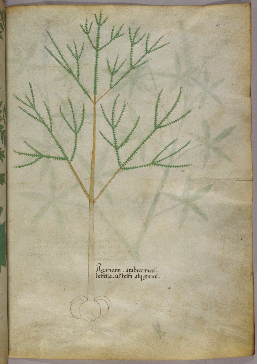 Botanische illustratie van een plant, ca. 1440 (inkt en kleur op perkament) door Italian School