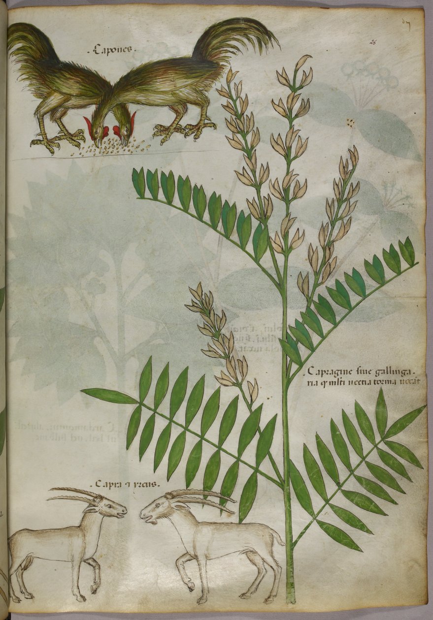 Botanische illustratie van een plant, twee geiten en twee vogels, ca. 1440 (inkt en kleur op perkament) door Italian School