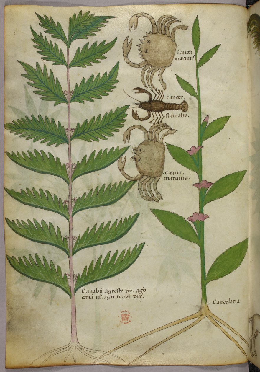 Botanische illustratie van krabben en een schorpioen, ca. 1440 (inkt en kleur op perkament) door Italian School