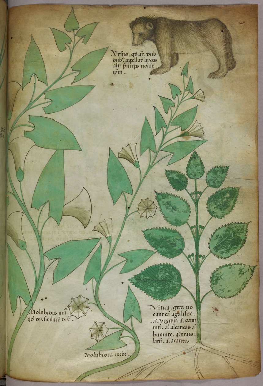 Botanische illustratie van plant met beer, ca. 1440 (inkt en kleur op perkament) door Italian School