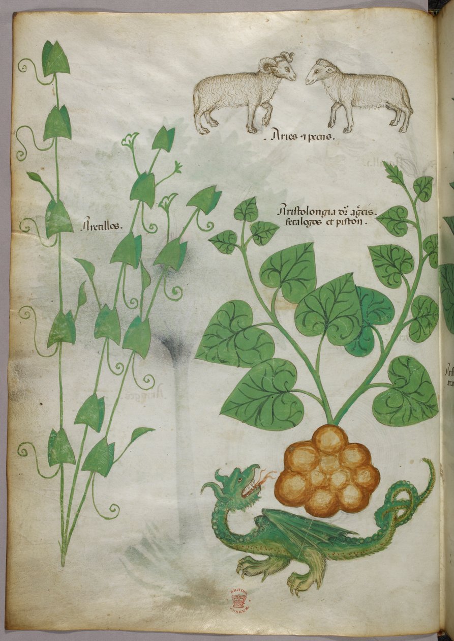 Botanische illustratie van planten, een draak en schapen, ca. 1440 (inkt en kleur op perkament) door Italian School