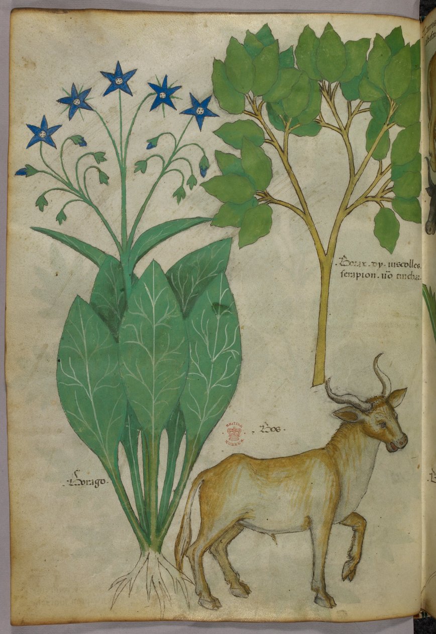 Botanische illustratie van planten en een stier, ca. 1440 (inkt en kleur op perkament) door Italian School