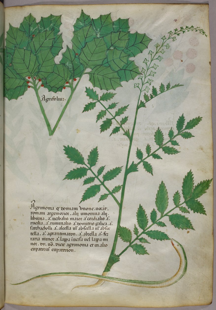 Botanische illustratie van planten en een slang, ca. 1440 (inkt en kleur op perkament) door Italian School
