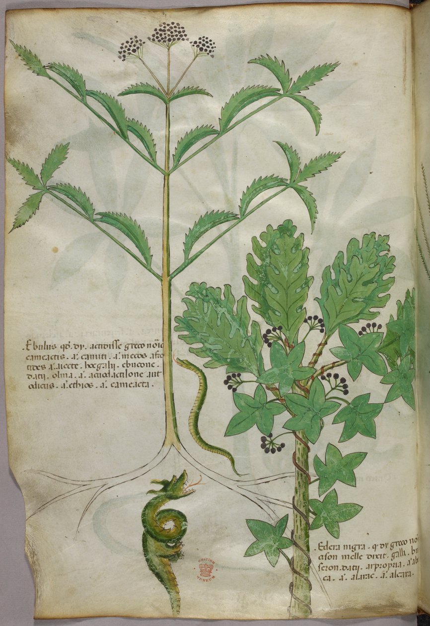 Botanische illustratie van planten en een slang, ca. 1440 (inkt en kleur op perkament) door Italian School