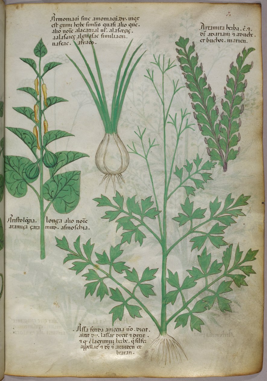 Botanische illustratie van planten, ca. 1440 (inkt en kleur op perkament) door Italian School