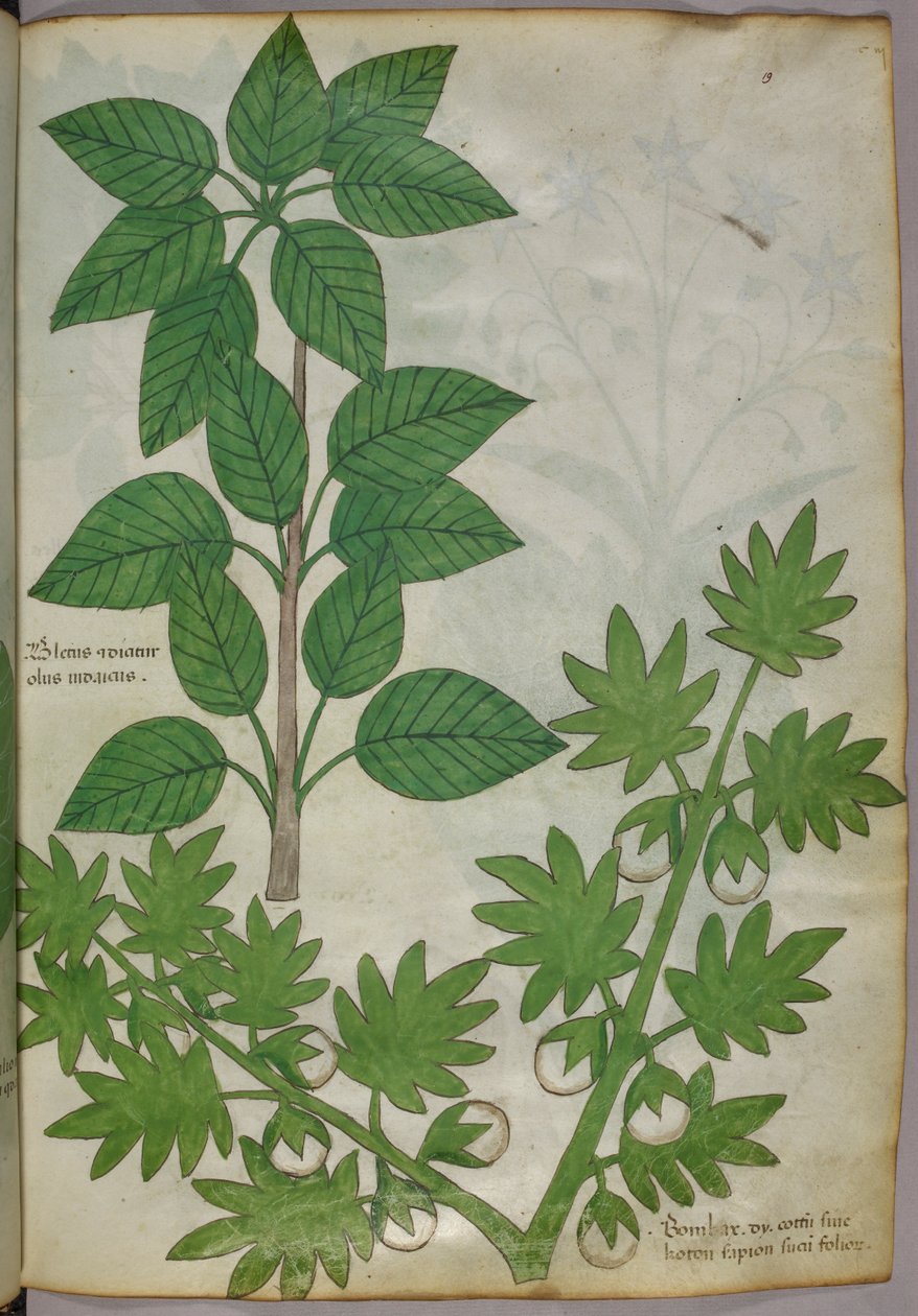 Botanische illustratie van planten, ca. 1440 (inkt en kleur op perkament) door Italian School