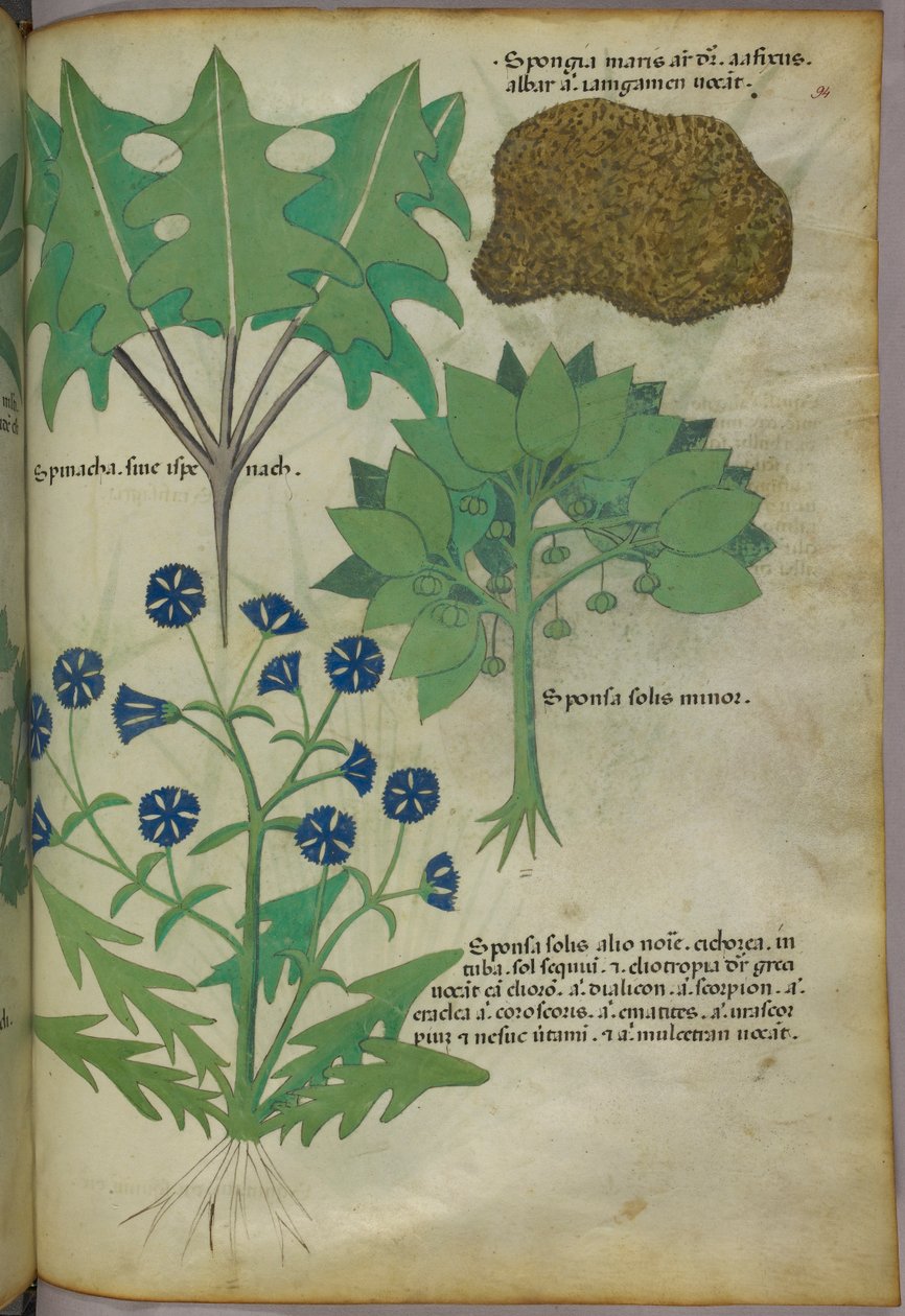 Botanische illustratie van planten, waaronder een spons, ca. 1440 (inkt en kleur op perkament) door Italian School