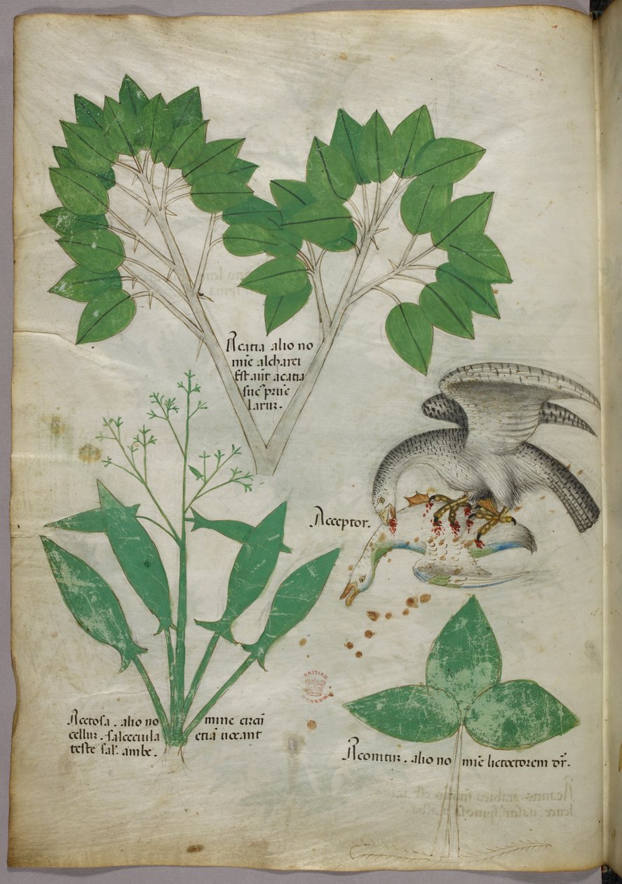 Botanische illustratie met afbeelding van een vogel die een soortgenoot doodt, ca. 1440 (inkt  kleur op perkament) door Italian School