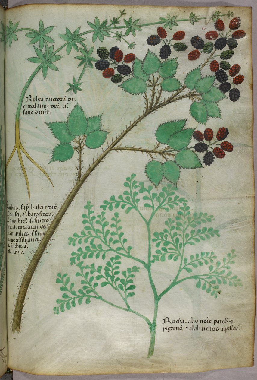 Botanische illustraties van meekrap [rubea]; braam [rubus]; wijnruit [ruta], ca.1440 (inkt  kleur op perkament) door Italian School