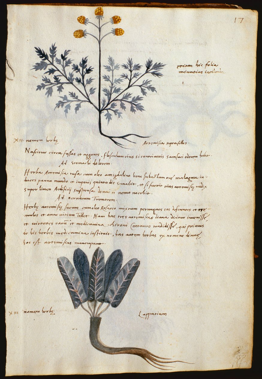 Cod. CCXXXVII Artemisia en lapparium, geneeskrachtige planten uit een 