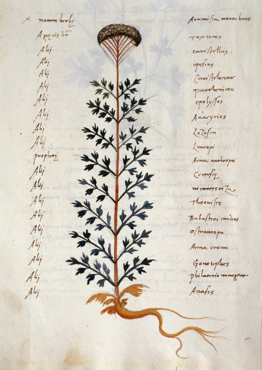 Cod. CCXXXVII Artemisia, geneeskrachtige plant uit een 