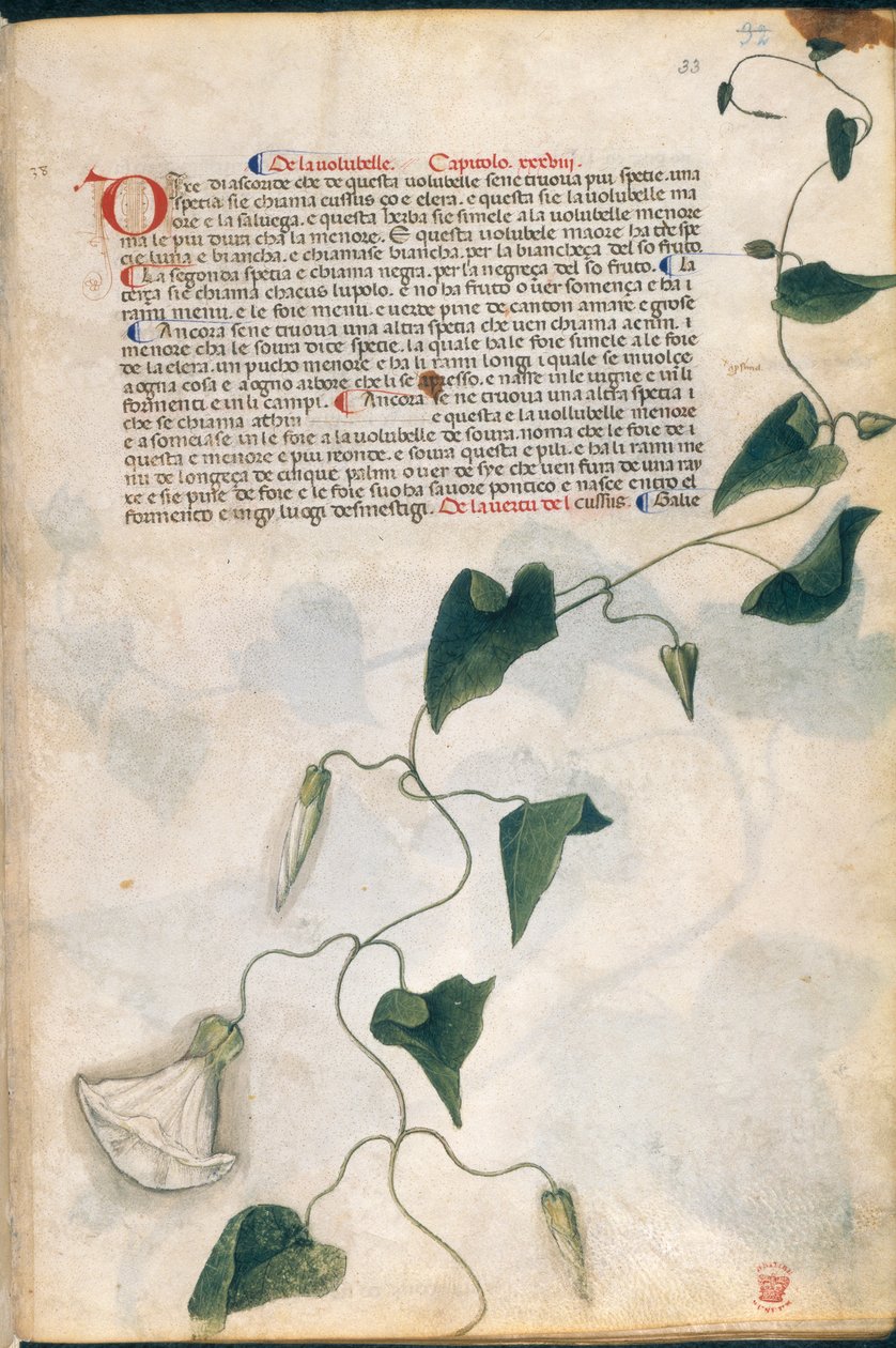 Windekruidplant, illustratie uit 