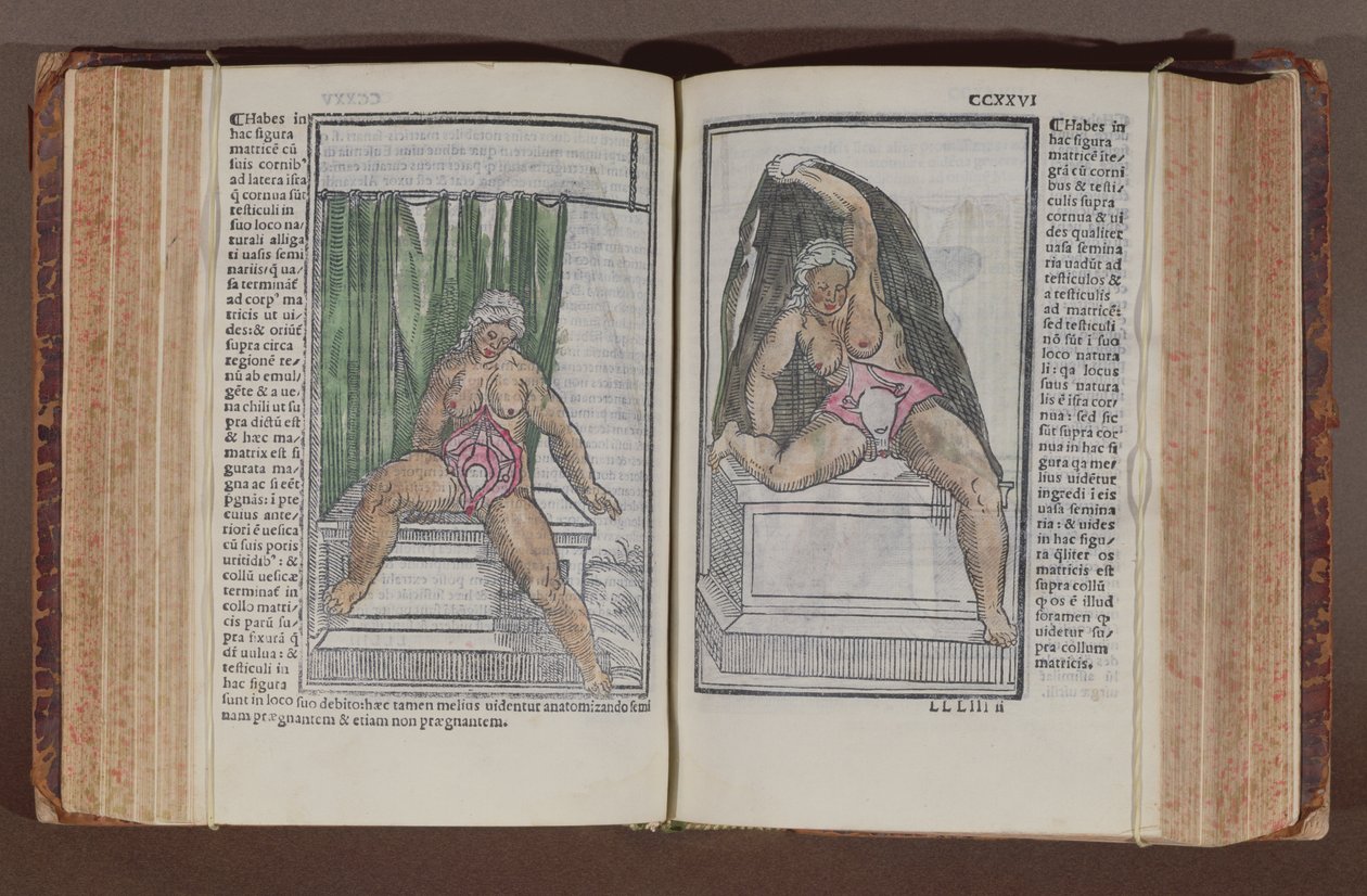 Vrouwelijke anatomie, uit Commentaria cum amplissimis additionibus super anatomiam mundini, door Jacopo Berengario da Carpi (c.1460-c.1530) gepubliceerd in Bologna, 1521 (kleur houtsnede) door Italian School