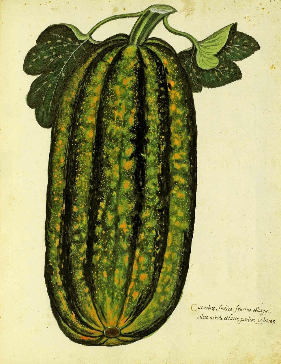 Groene langwerpige pompoen, gepubliceerd in Piante Fiori Frutti door Italian School