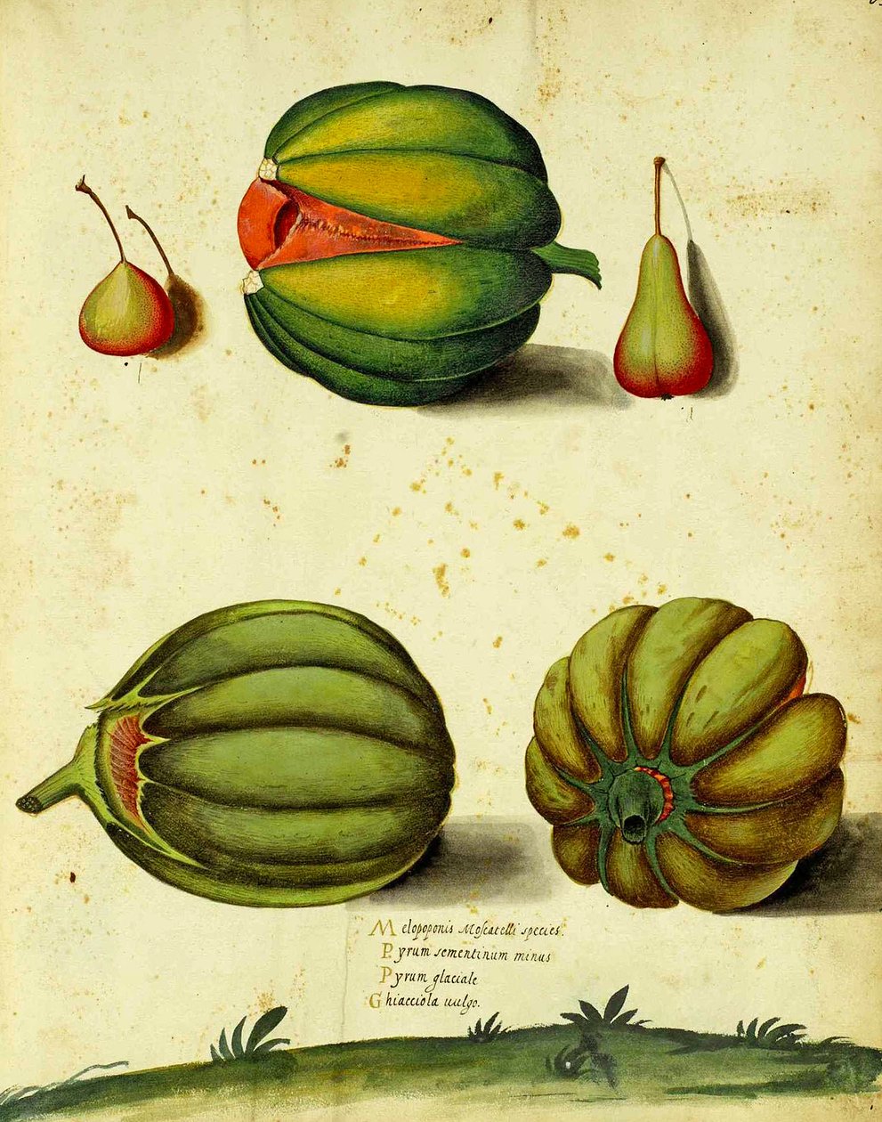 Erfstuk Pompoen door Ulisse Aldrovandi door Italian School