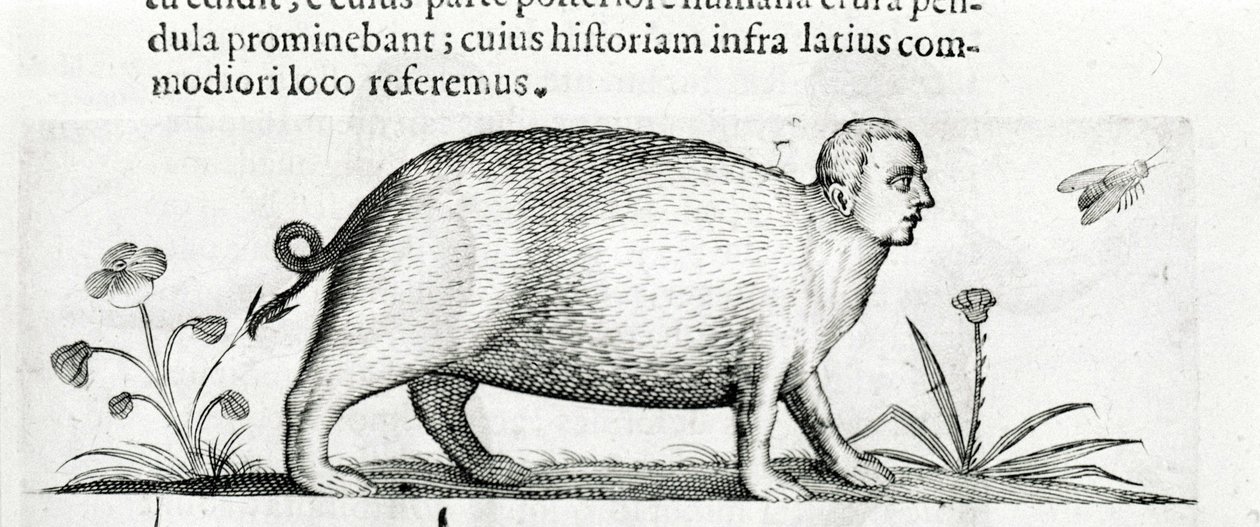 De manticore - in 