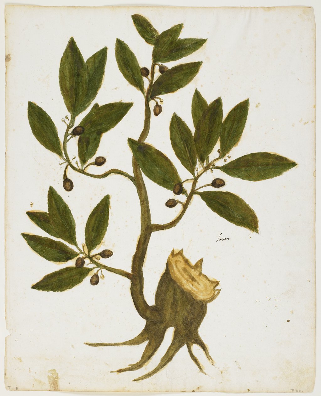 Laurierboom (Laurus nobilis) door Italian School