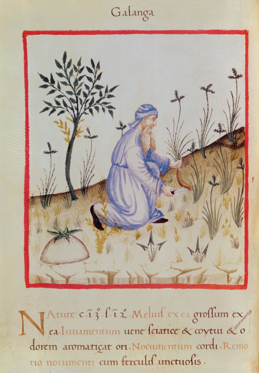 Ms 3054 f.22 Oogsten van galangal, uit 