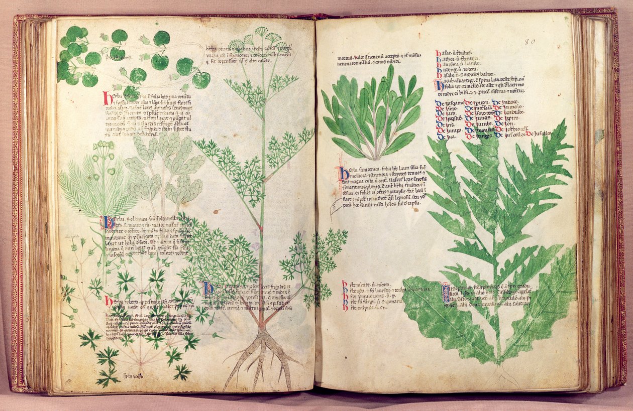 Planten uit De Herbis door Manfredus de Monte Imperiali, ca. 1330-40 door Italian School
