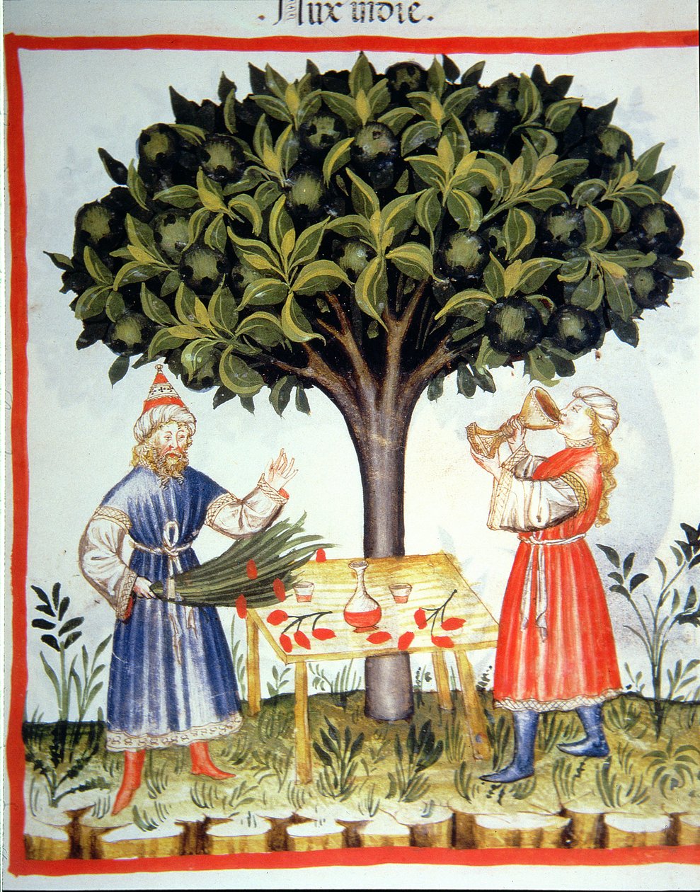 Nova 2644 fol.14r Nootmuskaat Verzamelen, uit Tacuinum Sanitatis door Italian School