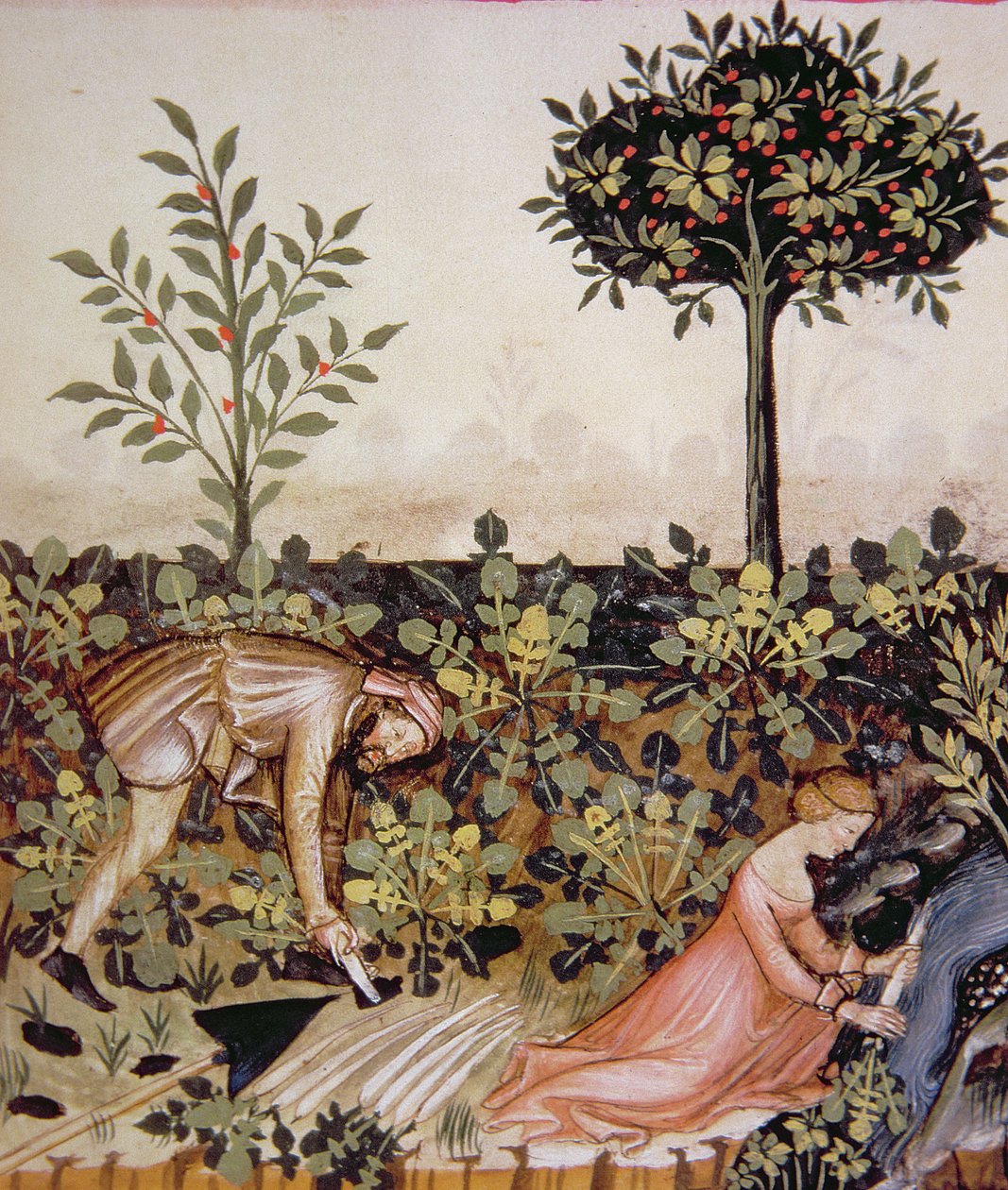 Nova 2644 fol.52r Oogsten van mierikswortel, uit Tacuinum Sanitatis Codex Vindobonensis door Italian School