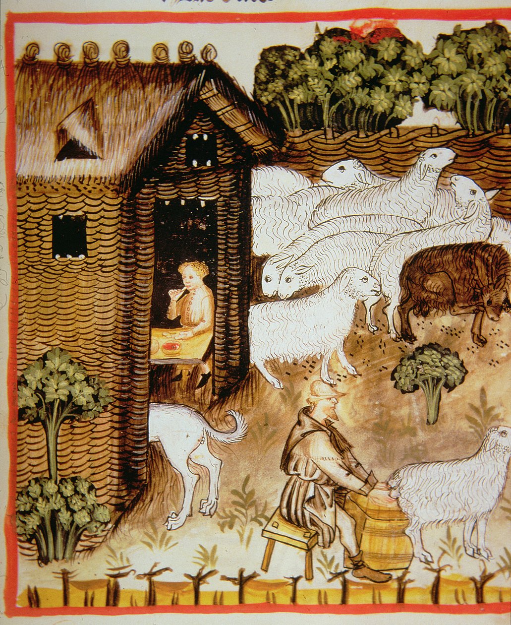 Nova 2644 fol.59r Schapenhouderij: zoete melk, uit Tacuinum Sanitatis door Italian School