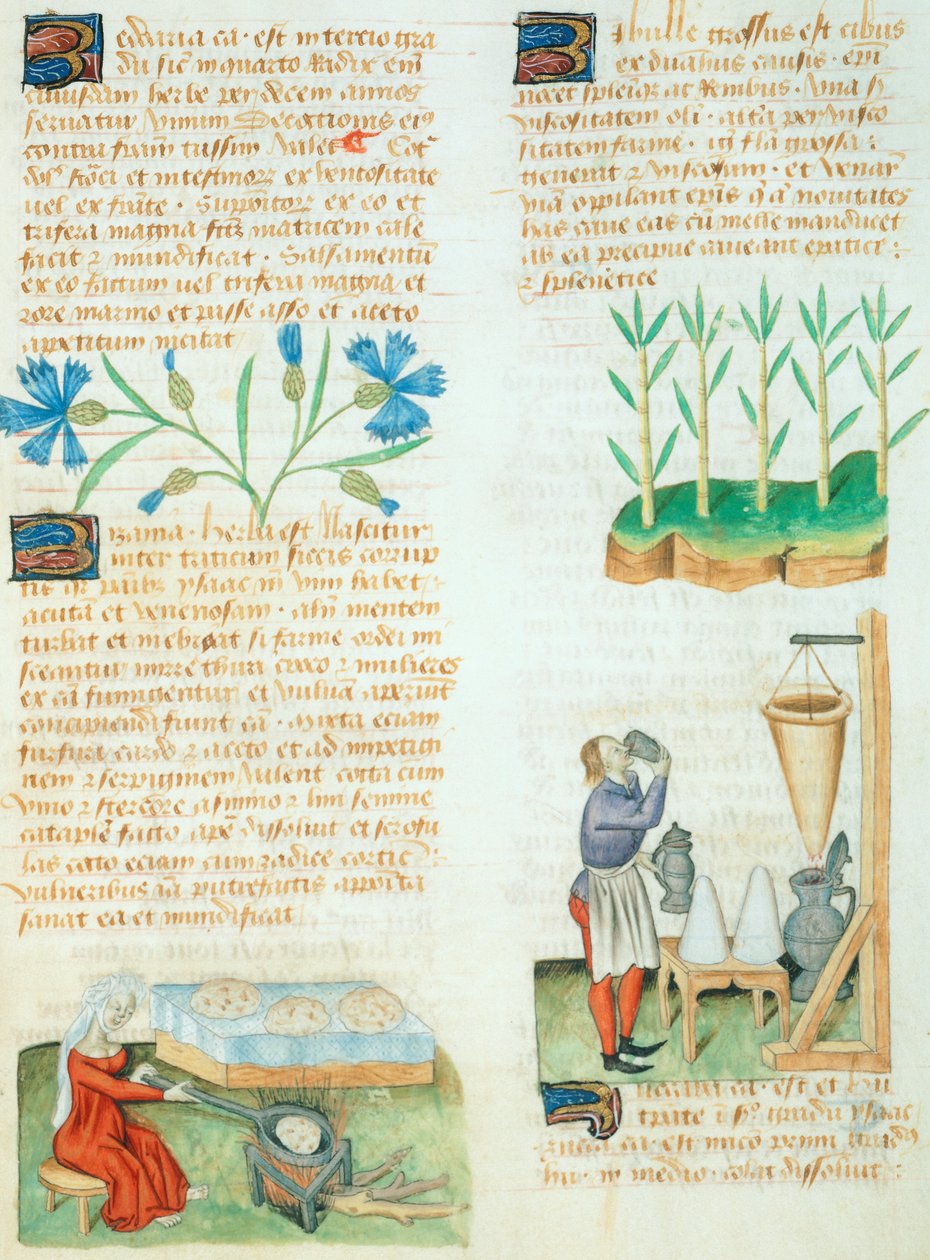 Pagina uit de Tractatus de Herbis door Dioscorides Pedanius door Italian School