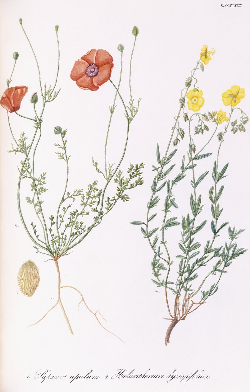 Papaver apulum en Helianthemum hyssopifolum, 1811-1838 door Italian School