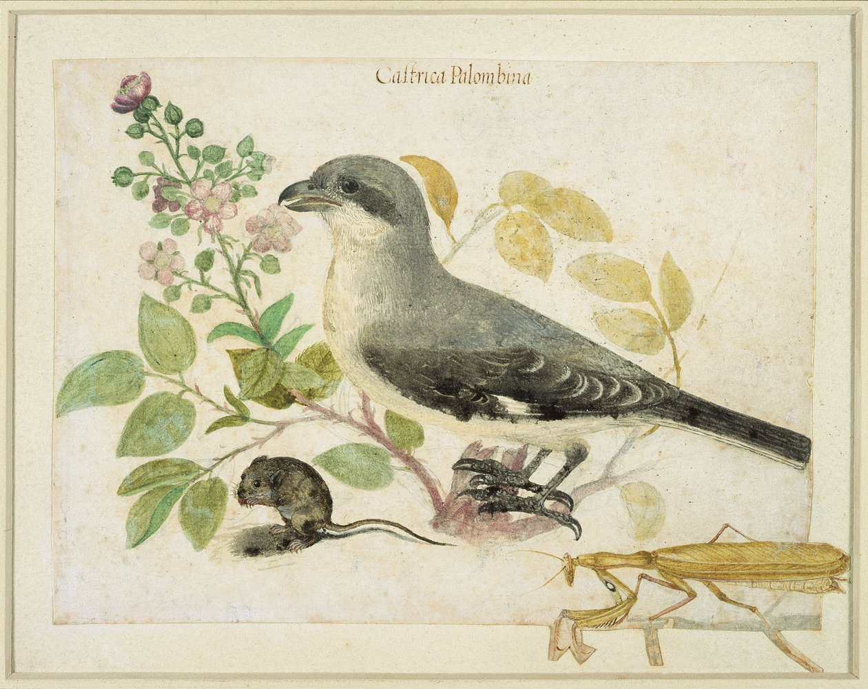 Klauwier en een bidsprinkhaan (voor Cassiano dal Pozzo Papiermuseum) door Italian School