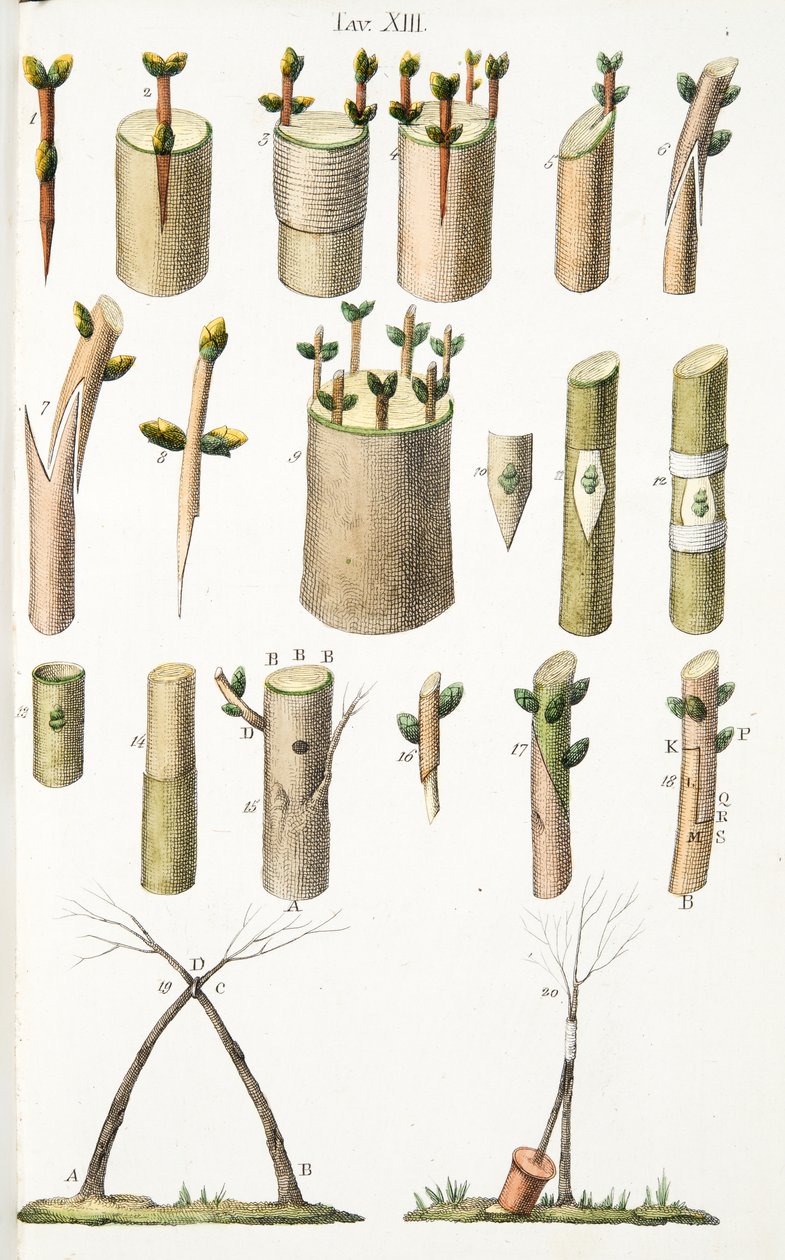 Verschillende voorbeelden van enten van fruitbomen, Plaat XIV, uit L
