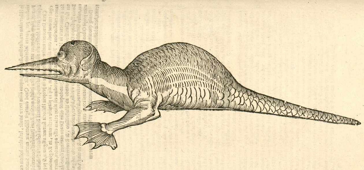 Illustratie van Draco marinus monophthalmos bipes uit Aldrovandis Geschiedenis van Monsters, 1642 door Italian School