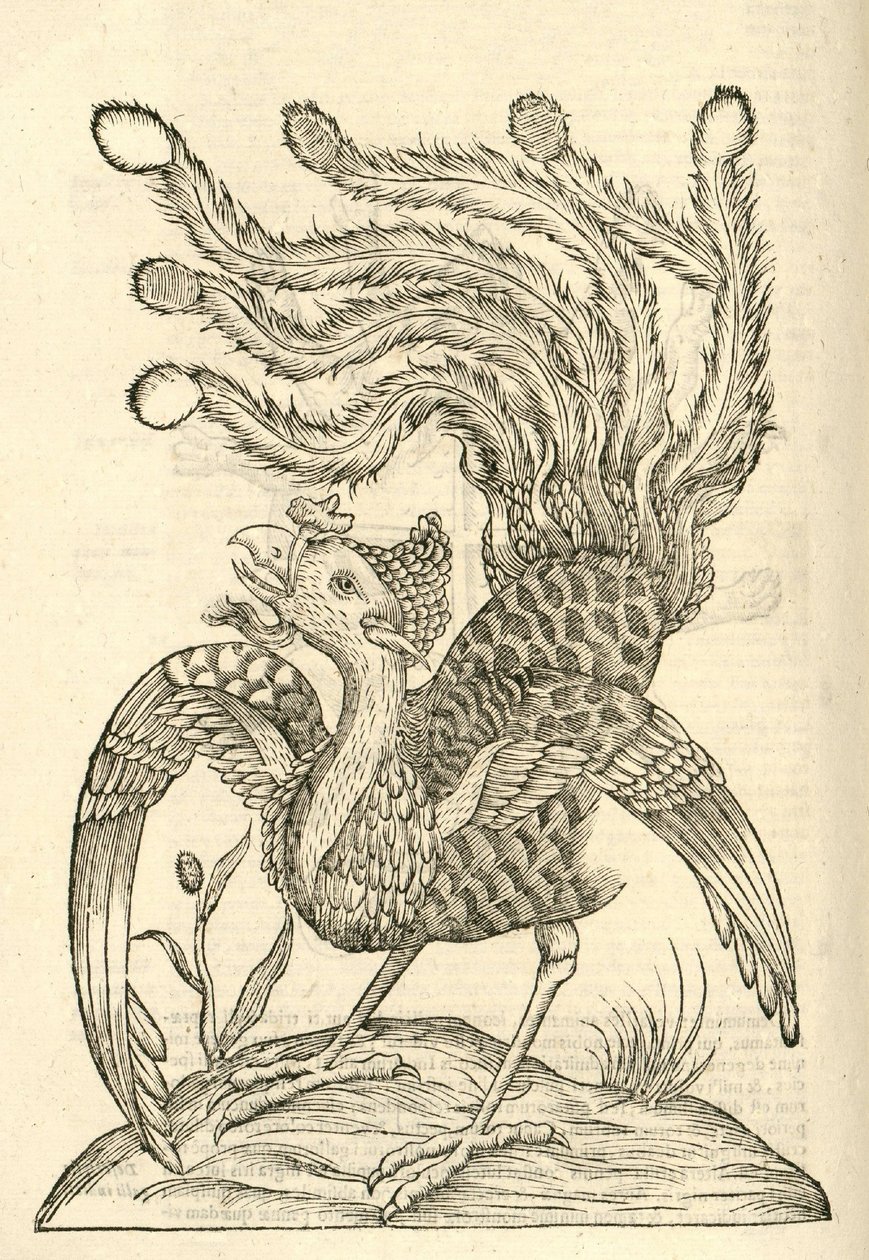 Illustratie van Gallus Indicus auritus tridactylus uit Aldrovandi