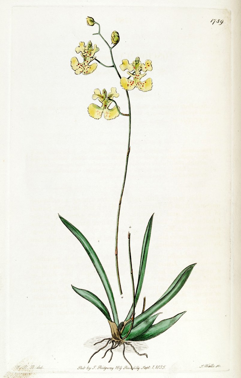 Tolumnia guianensis (als syn. Oncidium lemonianum) door Jams  Watts