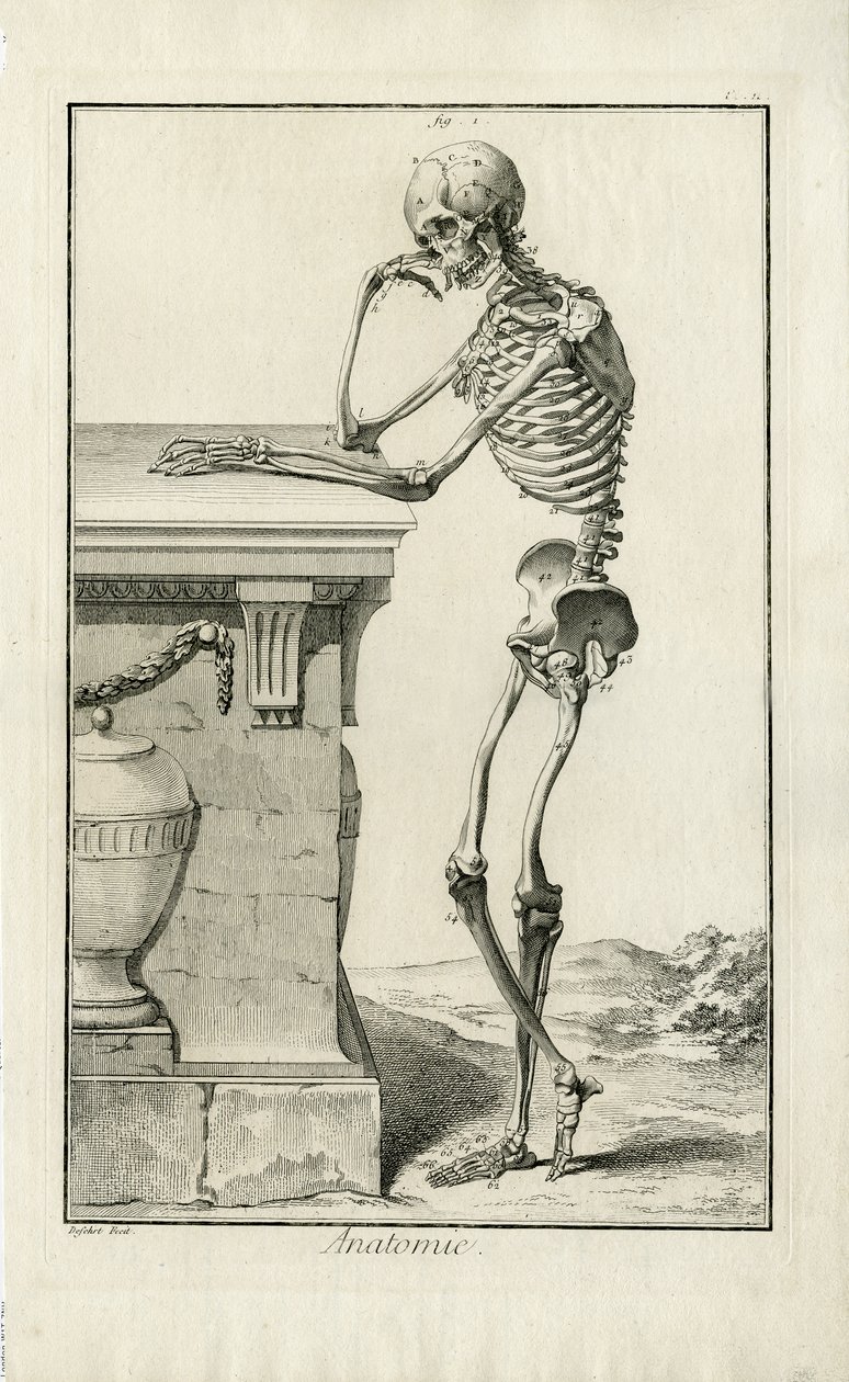 Anatomische studie van een skelet door J.A. Defehrt