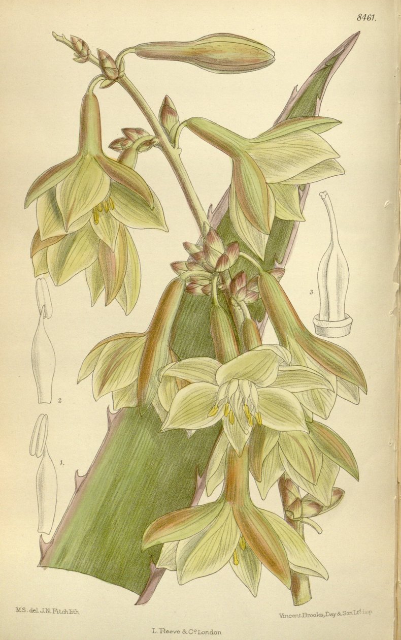 Furcraea elegans (= Furcraea stricta), Asparagaceae, Agavoideae door J.N. Fitch