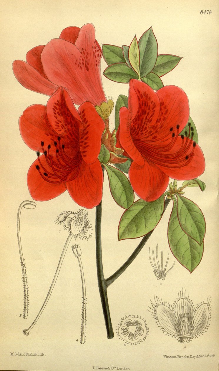 Rhododendron sublanceolatum (= Rhododendron scabrum), Ericaceae door J.N. Fitch