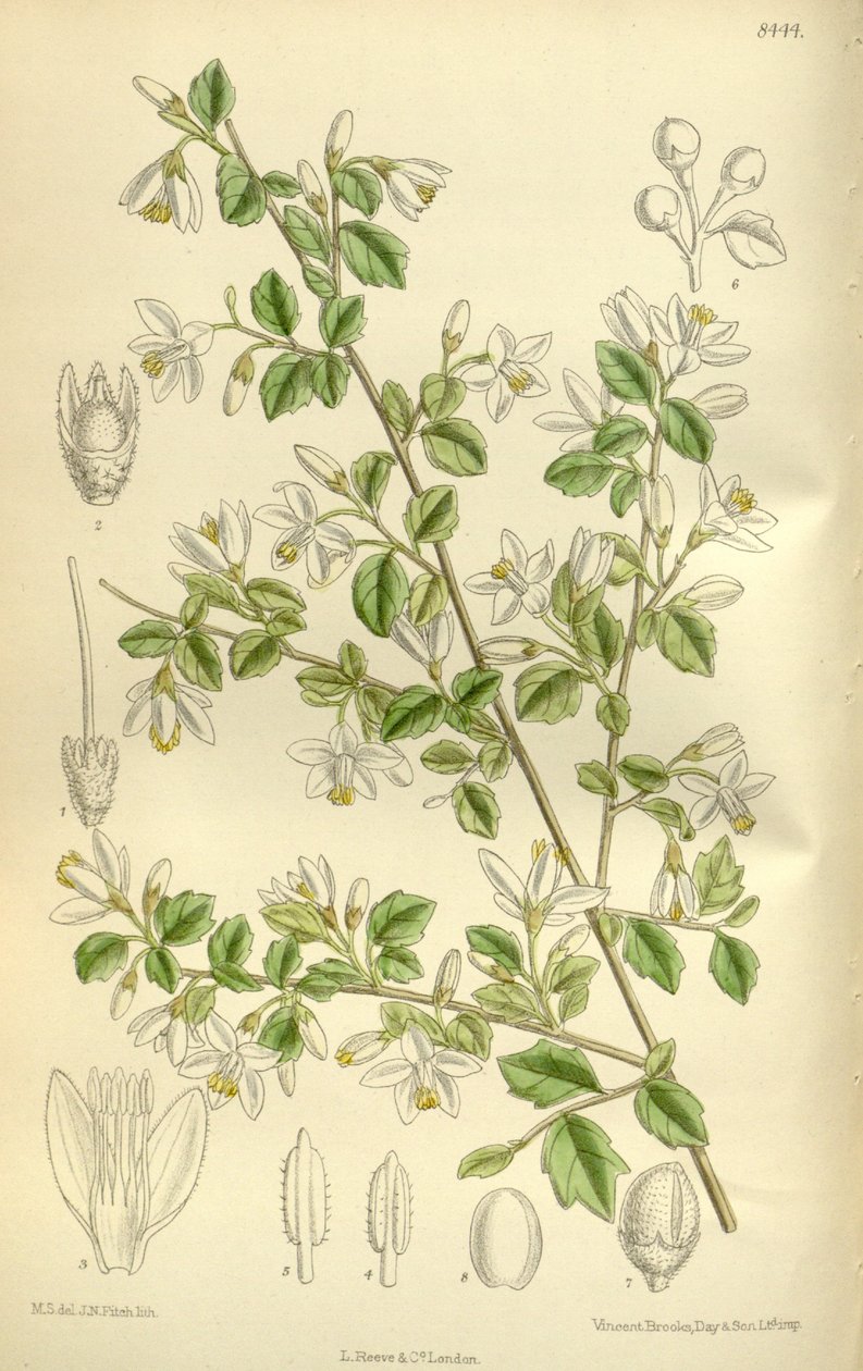 Styrax wilsonii, Styracaceae door J.N. Fitch